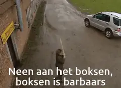 Neen aan het boksen boksen is barbaars